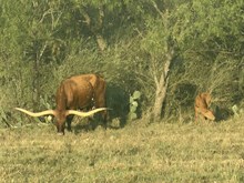 KID ROCK X AWESOME bull