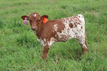 Cash Carmel heifer- 2026