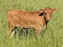 A&S Speckled Scarlet