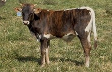 2025 Bull (Sweet Sandy Girl)