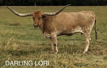 Darling Lori