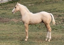 LTL Steel Pharaoh