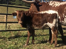 2020 BULL (RIO ON FIRE)