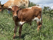2026 Bull (Casanova Hottie)