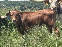 2026 Bull (Double Troubles)