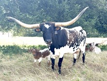 Journeyman x Double S Bella Czech bull calf