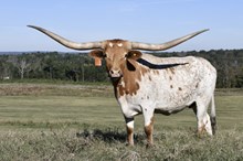JH RURAL BOWTIE