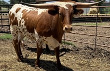 M7 Grate Alphie