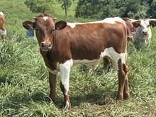 2026 Bull (Power Surge)