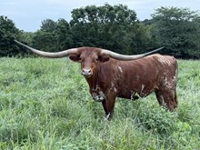 BCR Calamity Jane  242