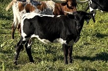 Ady's Baby x Tango Heifer 1