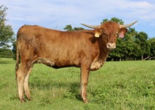 HL Brindle Bougie