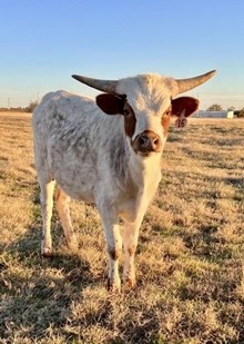 Kelvin x DC U Turn 2021 heifer