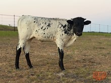 4C WINNING BANDITA