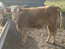 Coalura 24 Heifer