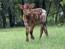 Red Bull calf 25