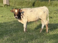 SILVER LADY’S 2025 BULL