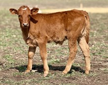 #148 BANKER X #55 20G X SHEZA