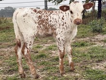 Line of Pearls x DB Iron Sniper Heifer