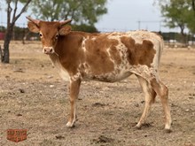 4C SUNI SIDE OF ACE
