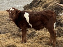 Awesome star bull
