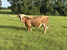 KDK Royal's Kanga