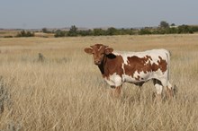 High Caliber/Outback Cherry steer24