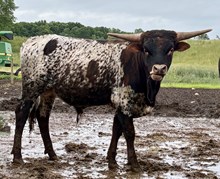 Heart breaker x cosmic Grace bull