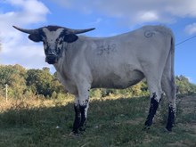 GW Chantilly Lacey