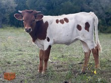 4C CROWN HEIFER