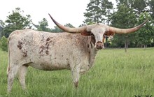 Rustic Cowgirl