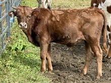 2025 Bull (So Long Nashville)