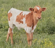 26 Rosa x Bwana Bull