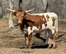 M7 Grande Example