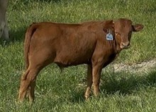 2026 Bull (Moonlight Temptation)