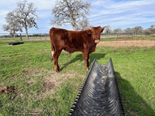 Bull Hot Foot  x In Like Flinn