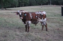 JMR RANCH HAND