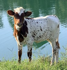 Brazos Thunder x Rustic Cowgirl