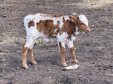 Poppy’s bull calf