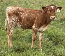 Rio Clair 26 heifer