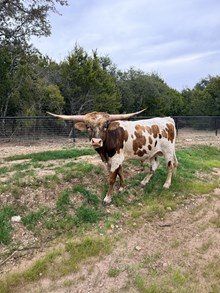 Riff Ram Bah Zoo