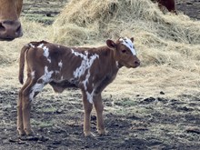 Windys bull calf 2026