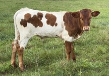 DSB X Rustic Luray