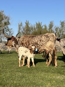 Reckon So X Joey Girl 25 Bull