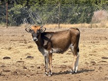 Magic's Heifer 26