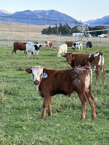 Double Shot X Top Switch 25 Bull