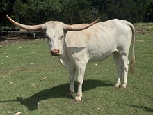 Bull Calf -Dam MN Bubba's Tuff Cowgirl
