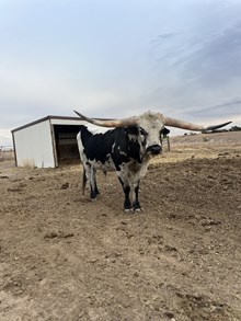RO Patton's Cowboy Tari