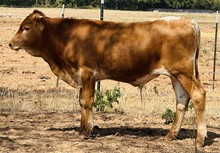 Bull