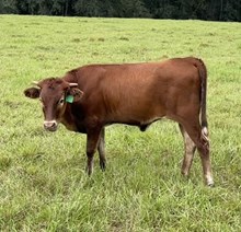 HH Duchess